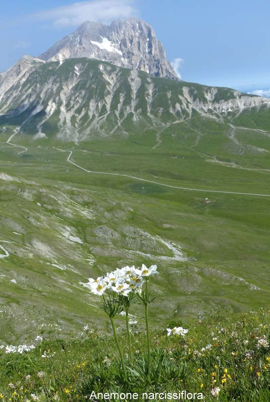 Nigritella widderi: probabile nuova stazione nellaquilano  29 giugno 2023.